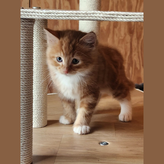 Photo of Redbeard