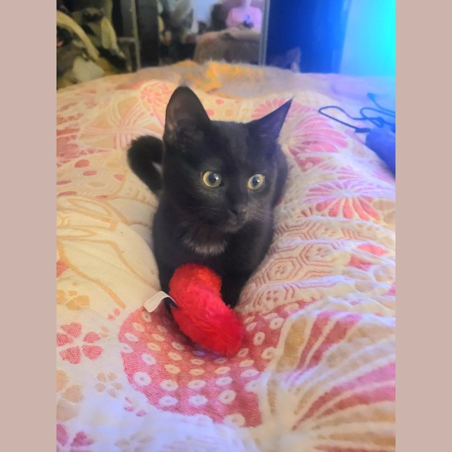 Photo of Nova Moo
