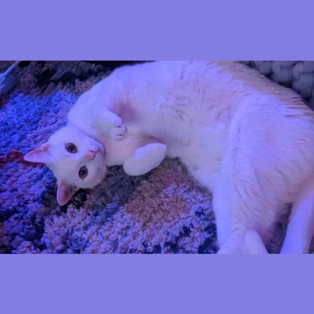 Photo of Mika