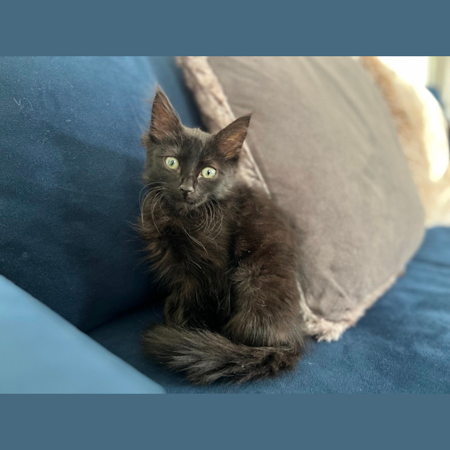 Photo of Chloe *9 Lives Project Rescue*