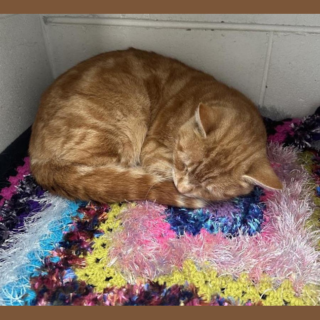 Photo of Chester