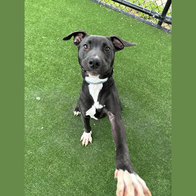 Photo of Cupid Imp 2104