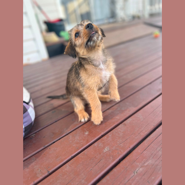 Photo of Leeroy   9 Week Old Fox Terrier X Kelpie