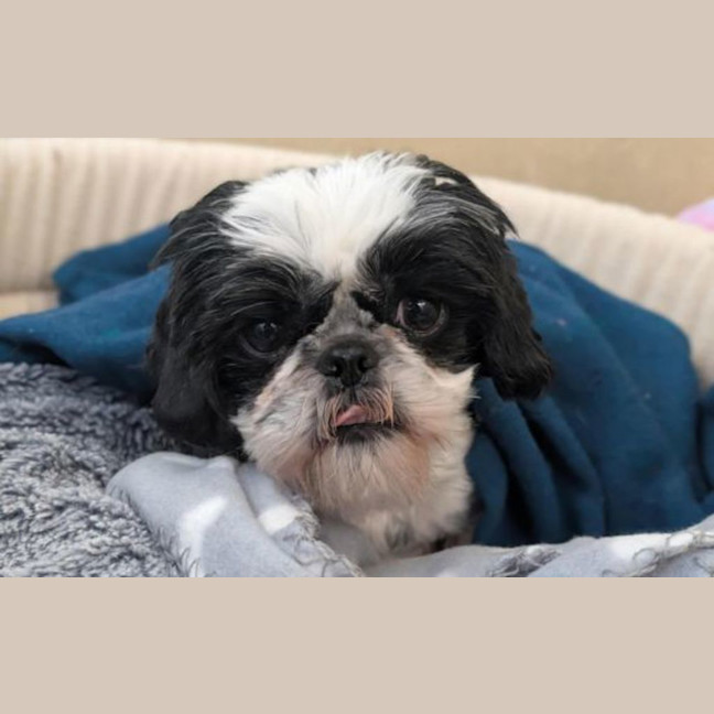 Photo of Molly