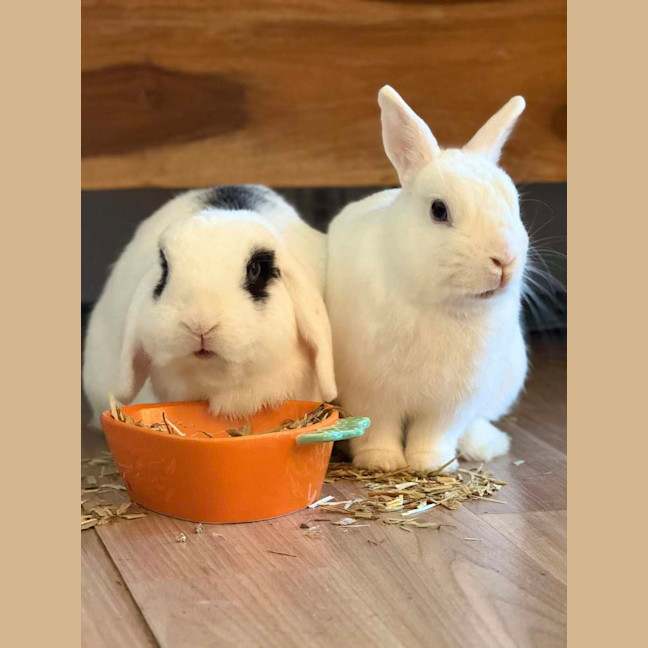 Photo of Luna (W Blot)