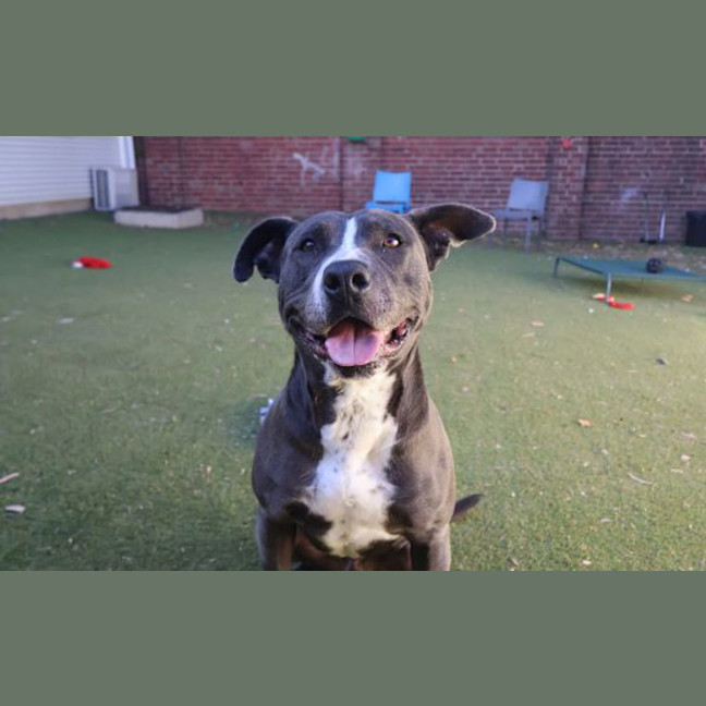 Photo of Benji