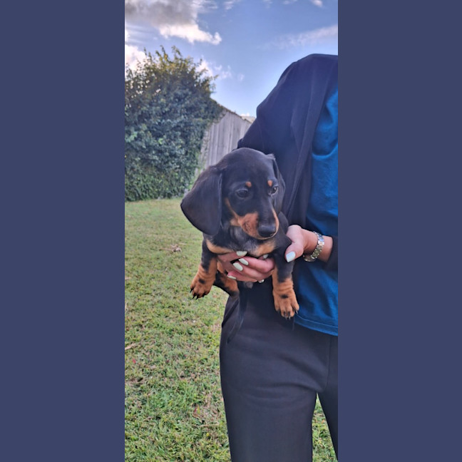 Photo of Milo