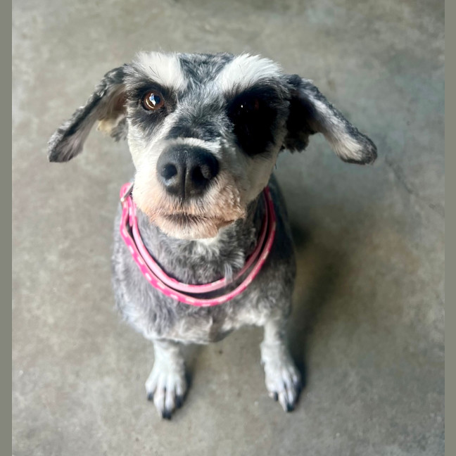 Photo of Daisy