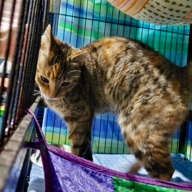 Photo of Nutmeg