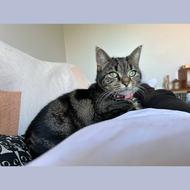 Photo of Lucy *9 Lives Project Rescue*