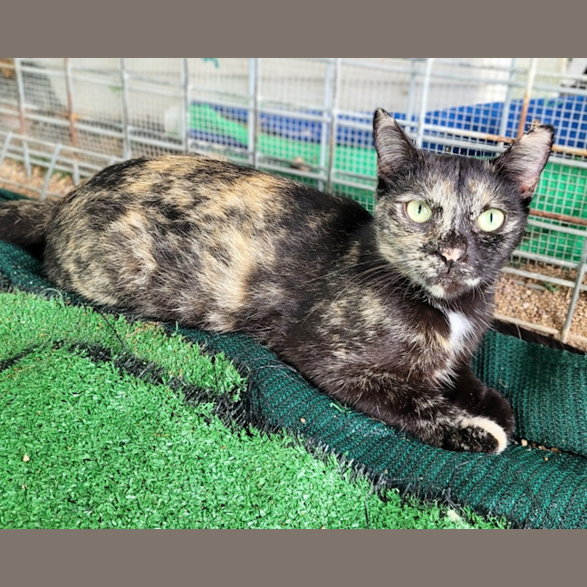 Photo of Lollipop 🍭