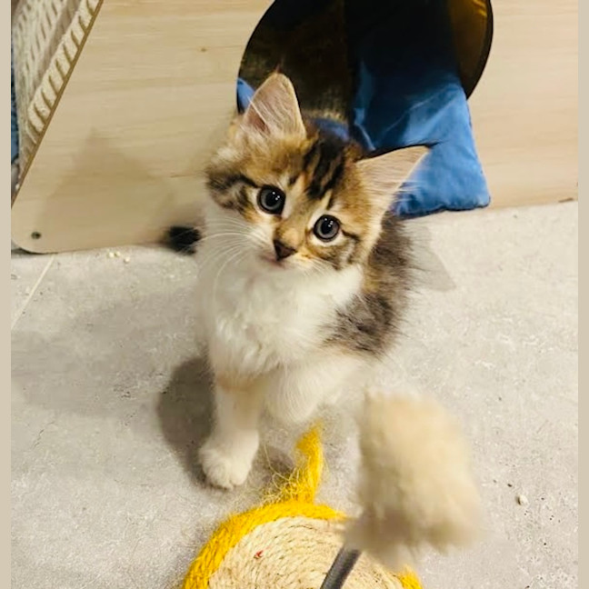 Photo of Cinnamon & Nutmeg