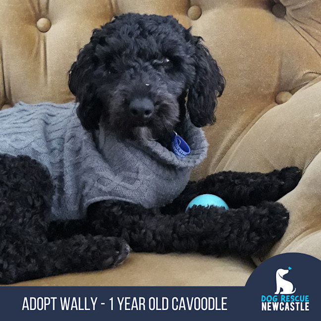 Photo of Wally   1 Year Old Cavoodle (Hold)