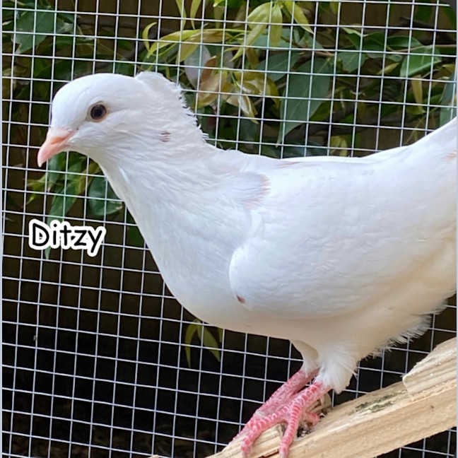 Photo of Ditzy