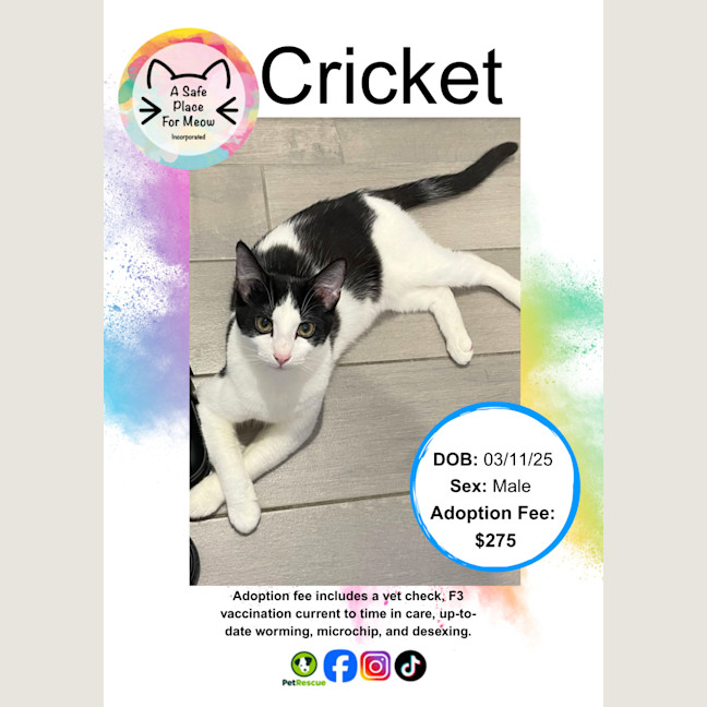 Photo of Cricket