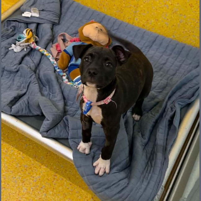 Photo of Nova