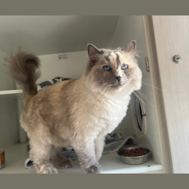 Photo of Willow