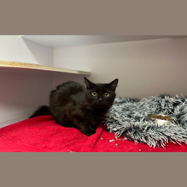 Photo of Salem