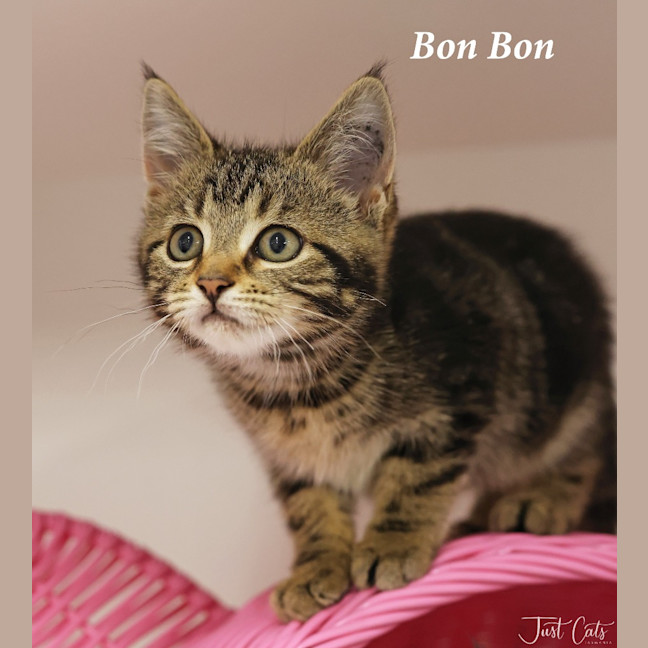 Photo of Bon Bon