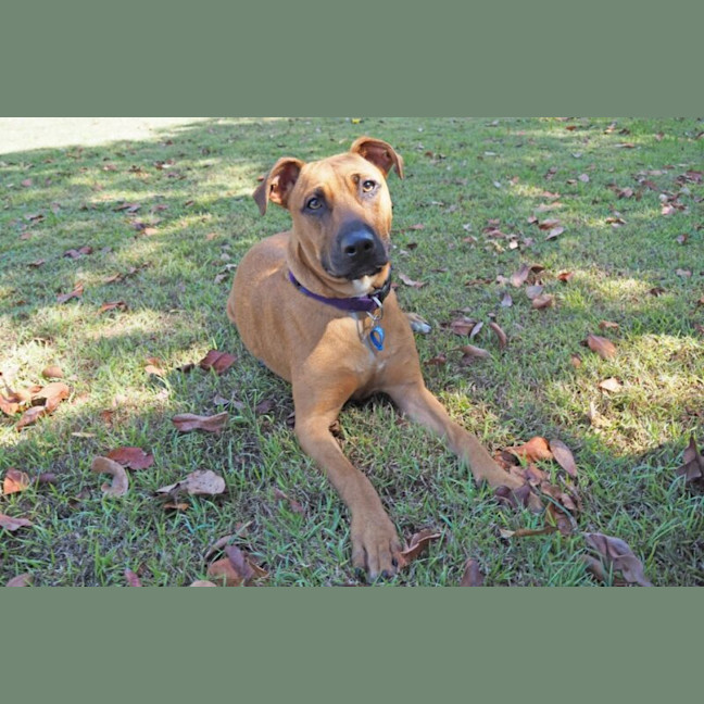 Photo of Scooby
