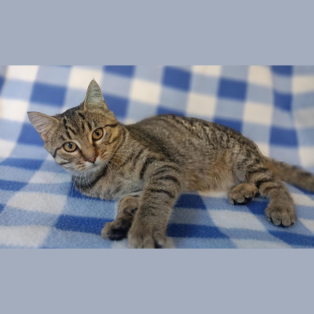 Photo of Tawny