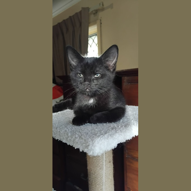 Photo of Shadow 