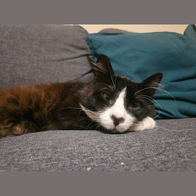 Photo of Drake *9 Lives Project Rescue*