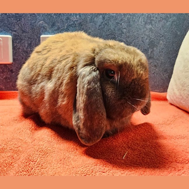 Photo of Dexter