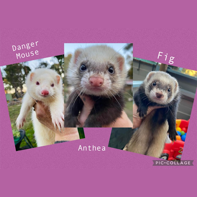 Photo of Fig, Anthea & Danger Mouse