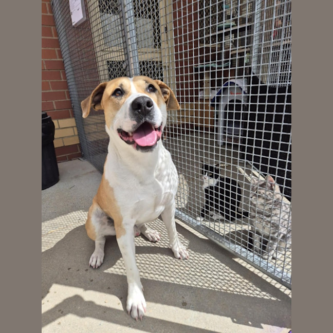 Photo of Butters! 🧈💛