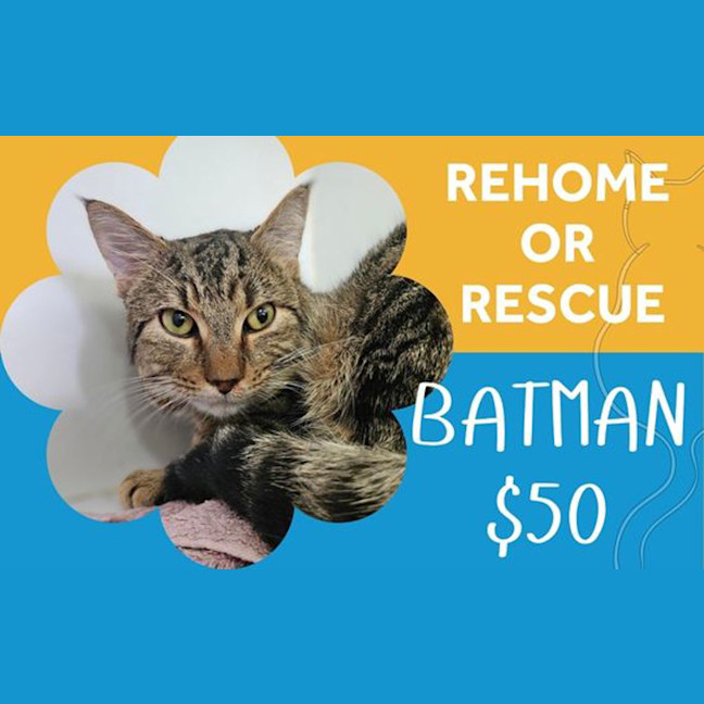 Photo of Batman