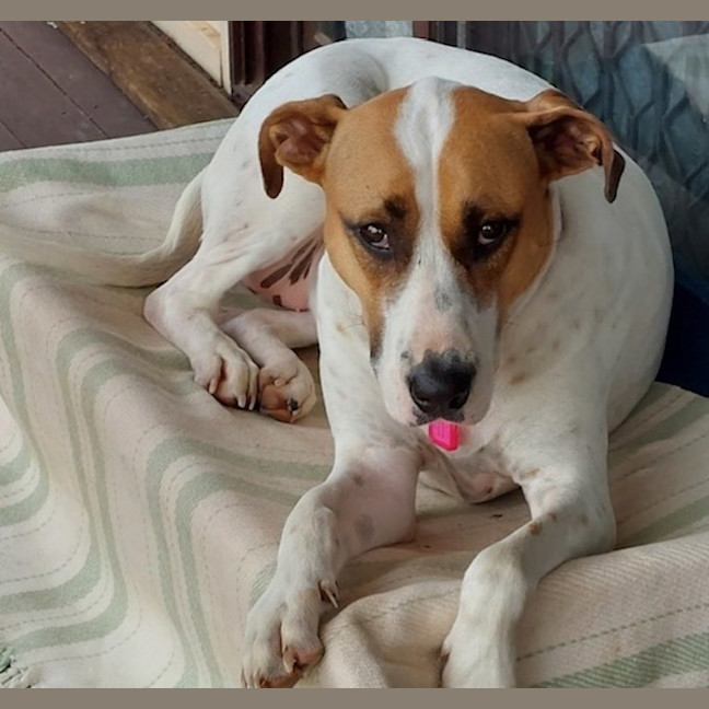 Photo of Willow