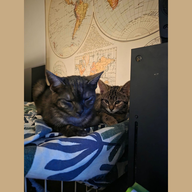 Photo of Munchkin **2nd Chance Cat Rescue**