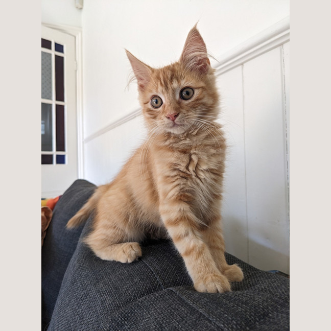 Photo of Minny (Was Saffron)