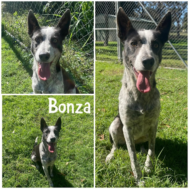 Photo of Bonza