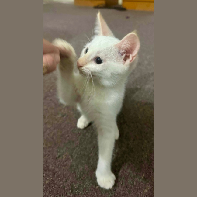 Photo of Cotton Tail