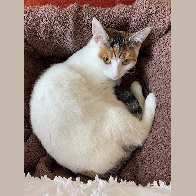 Photo of Daisy