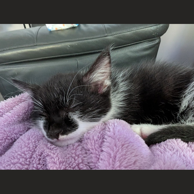 Photo of Barney