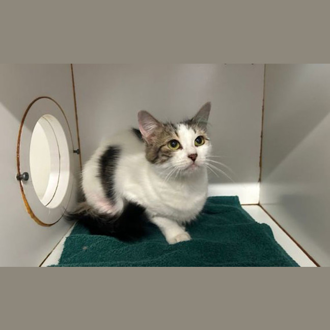 Photo of Peach