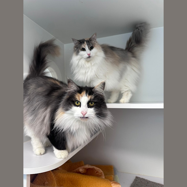 Photo of Artemis