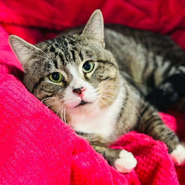 Photo of 12415   Buddy