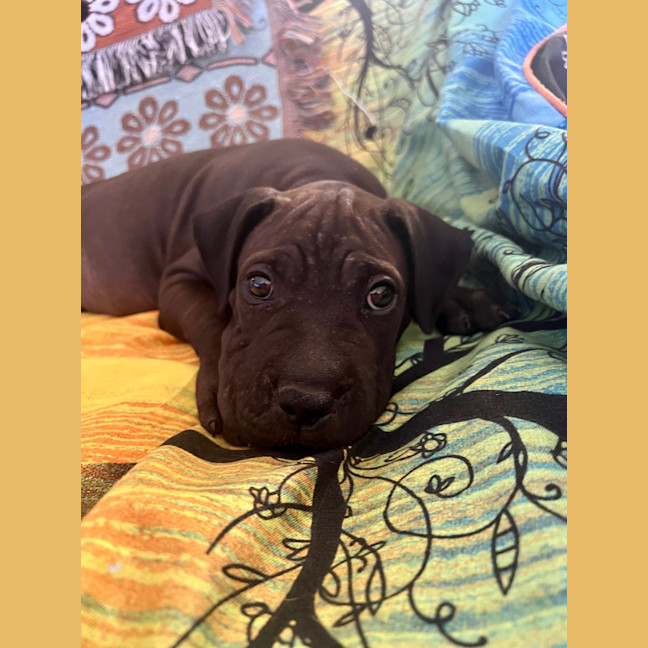 Photo of Lj (Lucille Junior)