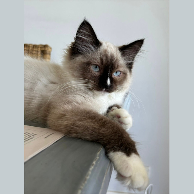 Photo of Percy