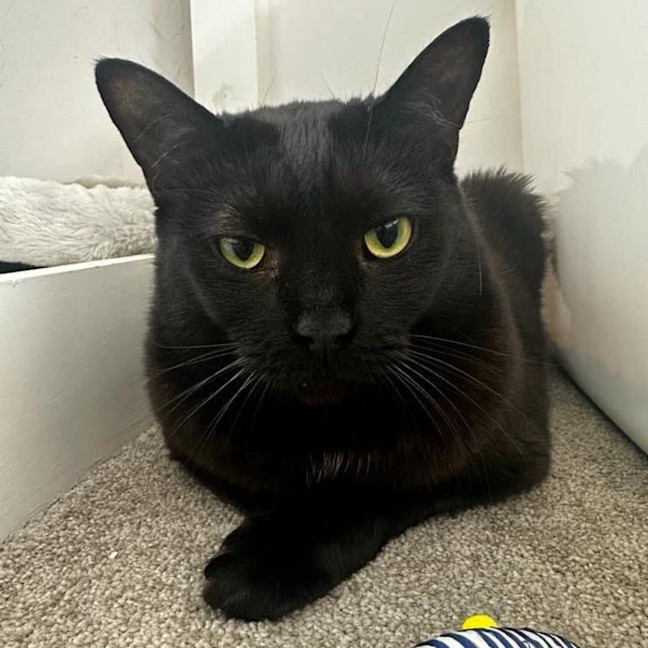 Photo of 7659   Jaguar