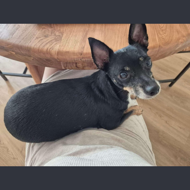 Photo of Rusty Dusty