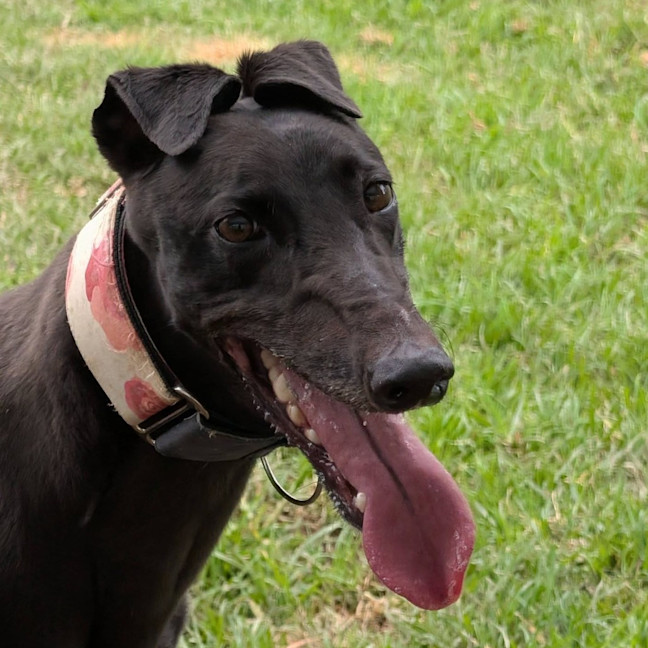 Photo of Shiloh The Greyhound