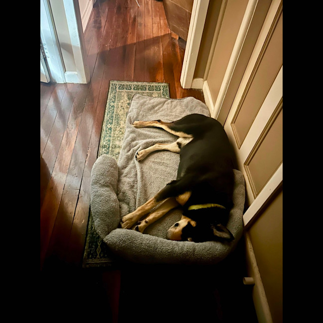 Photo of Rex