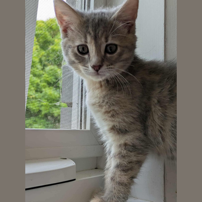 Photo of Luna Meet Me Petstock Clyde North 