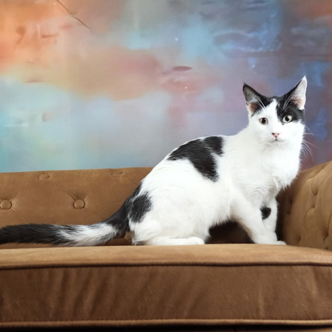 Photo of Sir Pounce A Lot