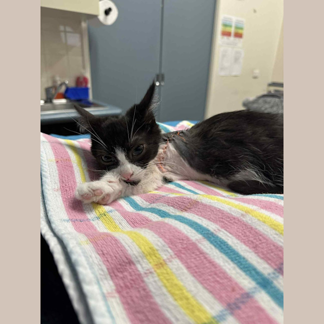 Photo of Tayra The Tiny Tripod Tuxie